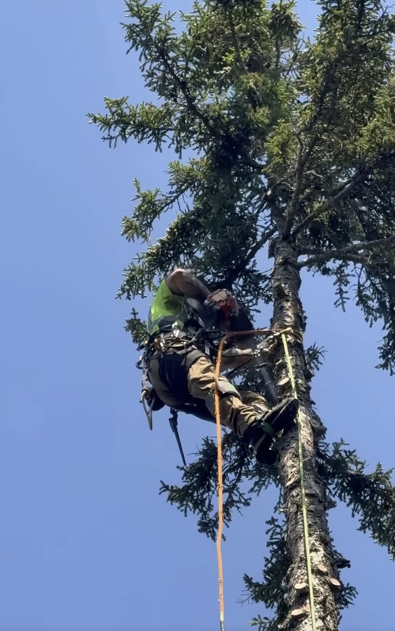 Year-round tree care and maintenance in Lawrence, MA Seasonal tree care maintenance showing different stages throughout the year
